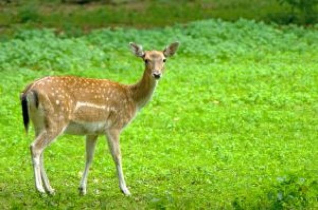 Chronic wasting disease damhirsch Indianapolis Star about Selective breeding New York City United St